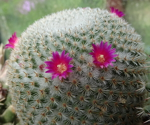 DSC05408Mammillaria haageana