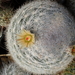 DSC05413Mammillaria candida