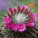 DSC05431Mammillaria spinosissima 'Un pico'