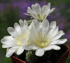 DSC05434Rebutia krainziana v. albiflora