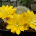 DSC05438Rebutia senilis v. kesselringiana