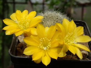 DSC05438Rebutia senilis v. kesselringiana