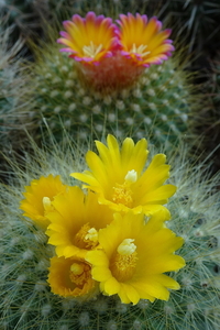 DSC05454Parodia chrysacanthion