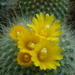 DSC05456Parodia chrysacanthion