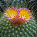 DSC05457Parodia chrysacanthion cv. Rubra Orange Flame