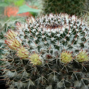 DSC05460Mammillaria karwinskiana