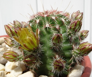 DSC05530Echinocereus chloranthus russanthus