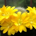 DSC05537Rebutia senilis v. kesselringiana