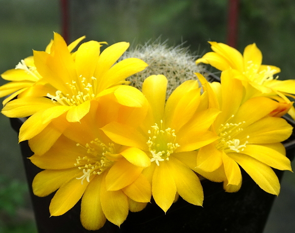 DSC05537Rebutia senilis v. kesselringiana