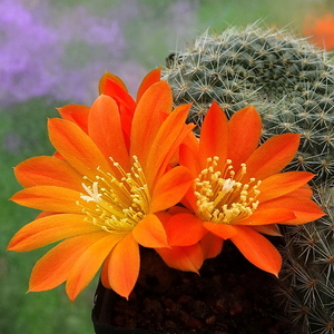 DSC05552Rebutia edeltraudiae