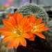 DSC05553Rebutia edeltraudiae