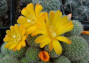 DSC05576Aylostera fabrisii v. aureiflora