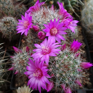 DSC05578Mammillaria zeilmanniana