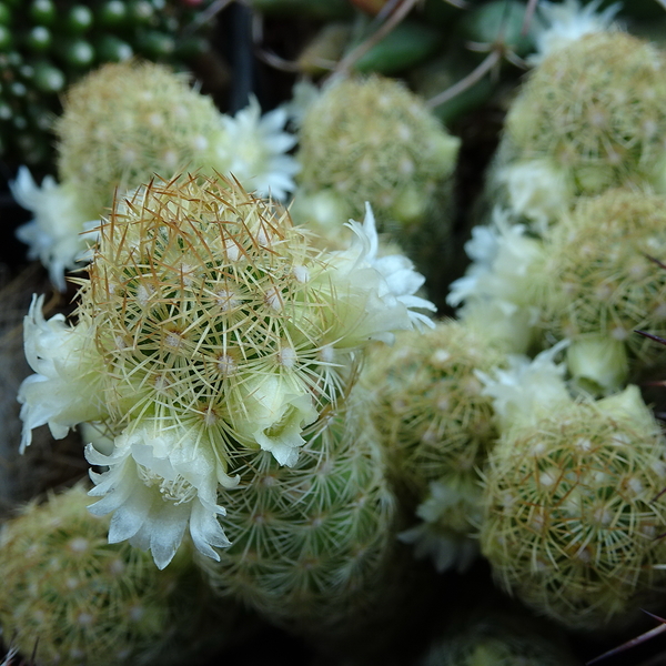 DSC05579Mammillaria elongata