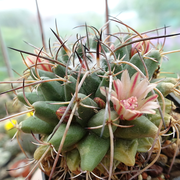 DSC05581Mammillaria centricirrha