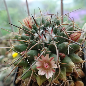 DSC05582Mammillaria centricirrha f. magnimamma