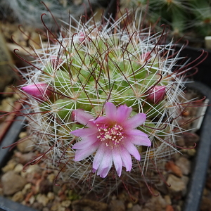 DSC05583Mammillaria fittkaui