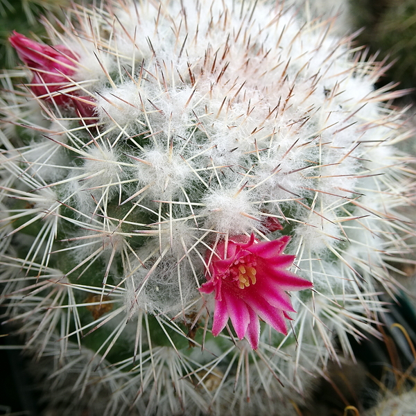 DSC05584Mammillaria evermanniana