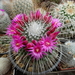 DSC05577Mammillaria spinosissima 'Un pico'