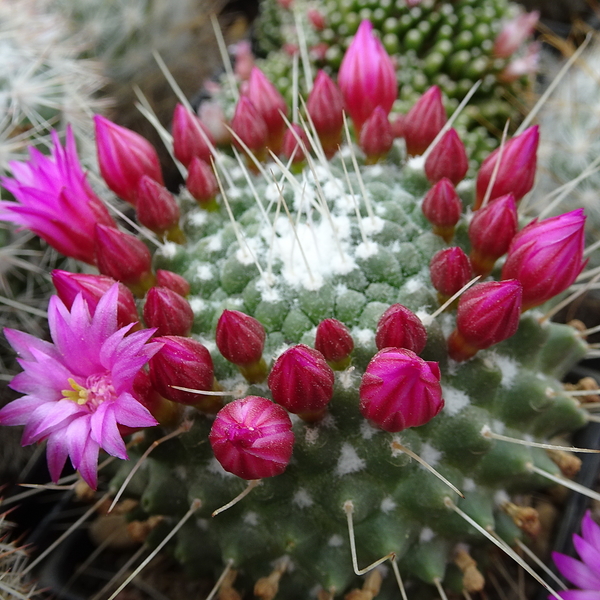 DSC05585Mammillaria spinosissima 'Un pico'