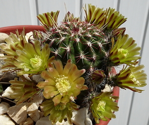 DSC05619Echinocereus chloranthus russanthus