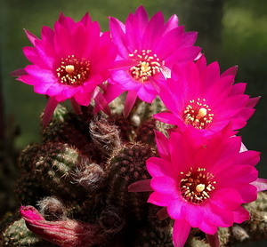 DSC05636Chamaecereus Lincoln Imp