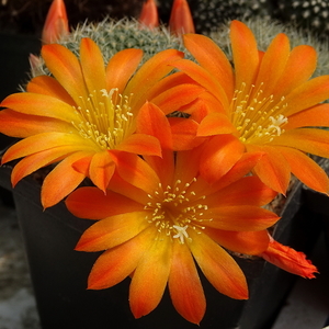 DSC05644Rebutia edeltraudiae