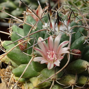 DSC05652Mammillaria centricirrha