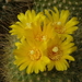 DSC05654Parodia saint pieana