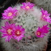 DSC05663Mammillaria laui