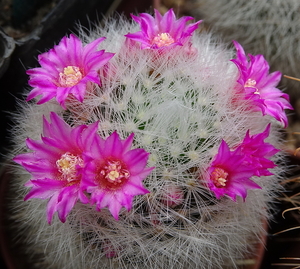 DSC05663Mammillaria laui