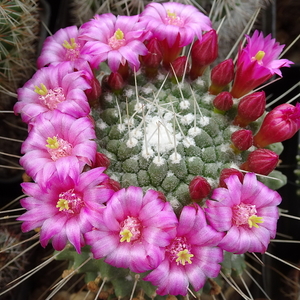 DSC05664Mammillaria spinosissima 'Un pico'