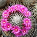 DSC05665Mammillaria spinosissima 'Un pico'