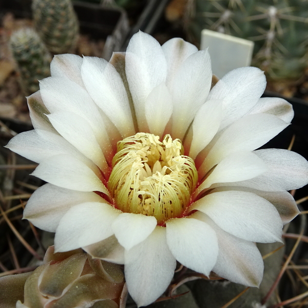 DSC05670Gymnocalycium ochoterenae TOM 09-381