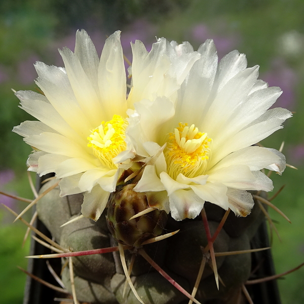 DSC05723Thelocactus hexaedrophorus v. maior