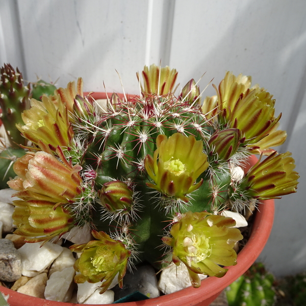 DSC05679Echinocereus chloranthus russanthus