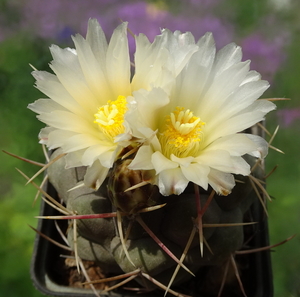 DSC05724Thelocactus hexaedrophorus v. maior