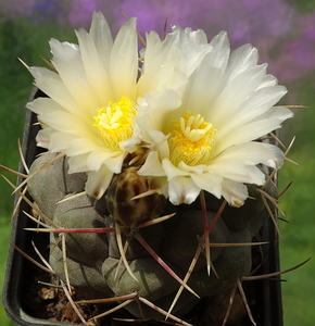 DSC05725Thelocactus hexaedrophorus v. maior