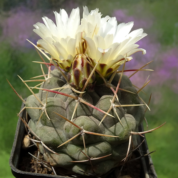 DSC05726Thelocactus hexaedrophorus v. maior