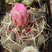 DSC05728Thelocactus lloydii v. roseiflorus