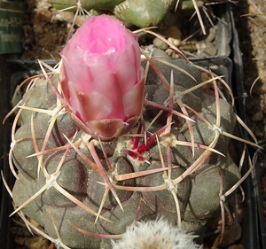 DSC05728Thelocactus lloydii v. roseiflorus