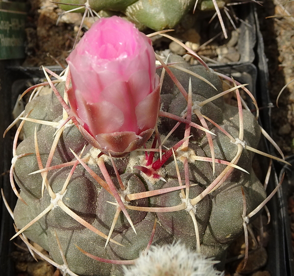 DSC05728Thelocactus lloydii v. roseiflorus