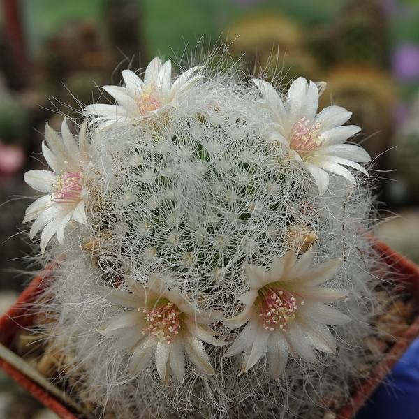 DSC05732Mammillaria scheinvariana GM1545