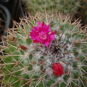 DSC05733Mammillaria polythele