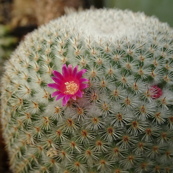 DSC05734Mammillaria haageana