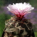 DSC05752Thelocactus lloydii v. roseiflorus