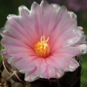 DSC05753Thelocactus lloydii v. roseiflorus