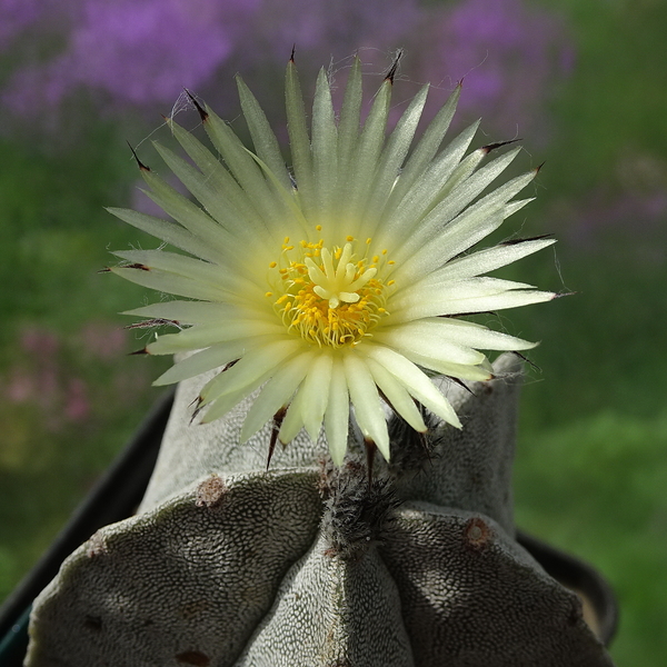 DSC05754Astrophytum myriostigma