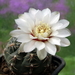 DSC05756Gymnocalycium amerhauseri STO 229