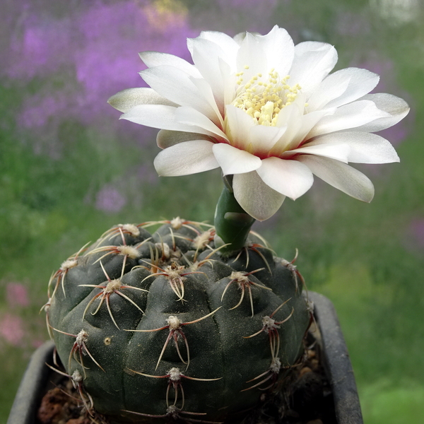 DSC05757Gymnocalycium amerhauseri STO 229